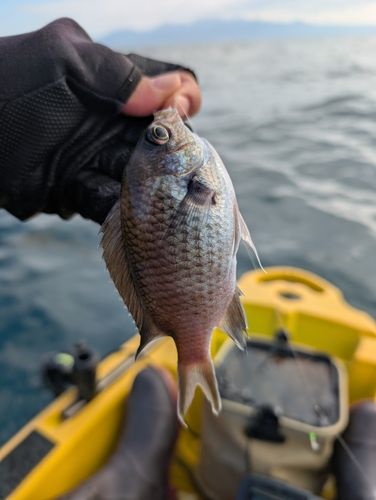 スズメダイの釣果