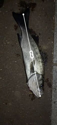 ヒラスズキの釣果