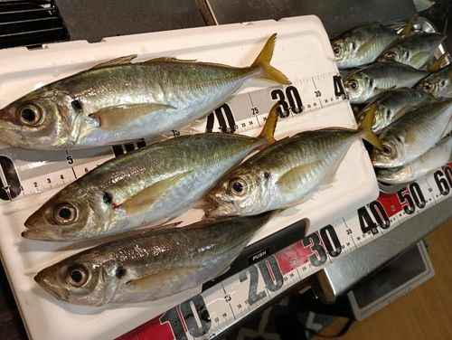 アジの釣果