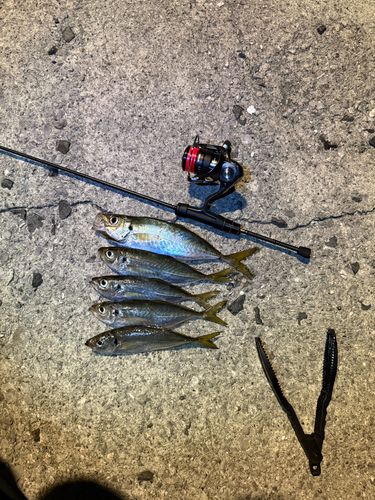 アジの釣果