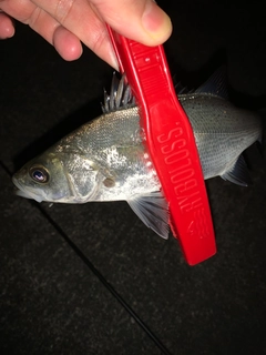 セイゴ（ヒラスズキ）の釣果