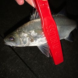 セイゴ（ヒラスズキ）