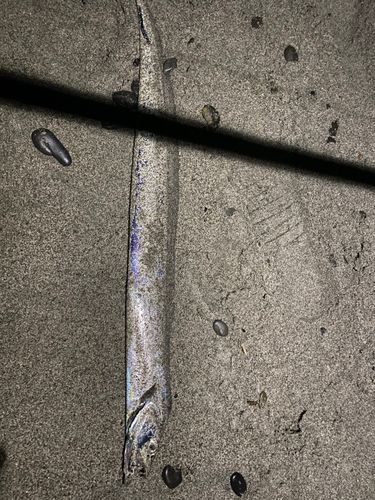 タチウオの釣果