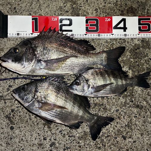 クロダイの釣果