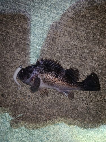 クロソイの釣果