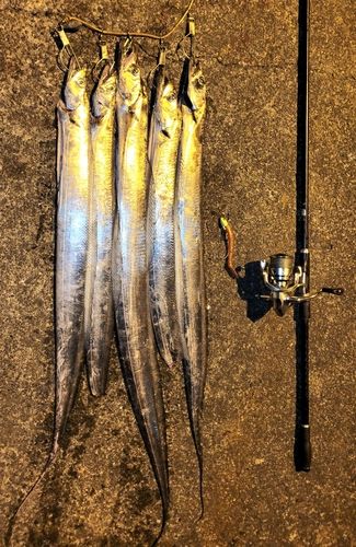 タチウオの釣果