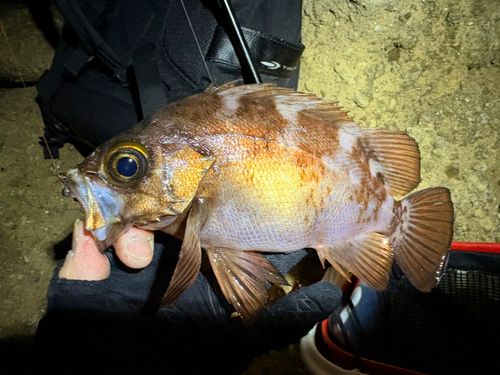 メバルの釣果