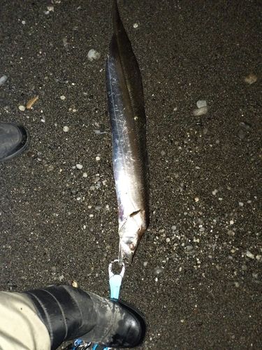 タチウオの釣果