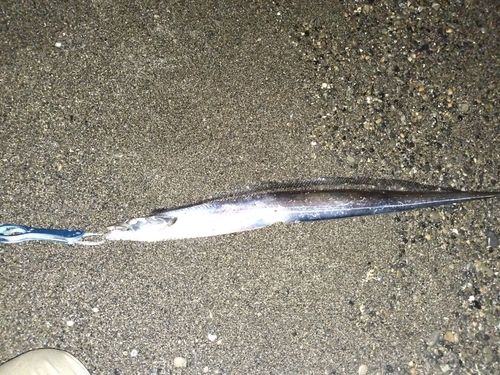 タチウオの釣果