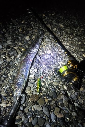 タチウオの釣果