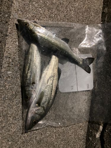 セイゴ（マルスズキ）の釣果