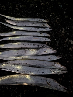 タチウオの釣果