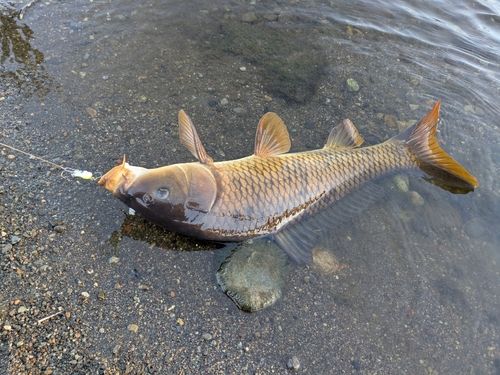 コイの釣果