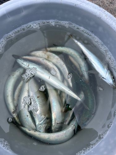 イワシの釣果