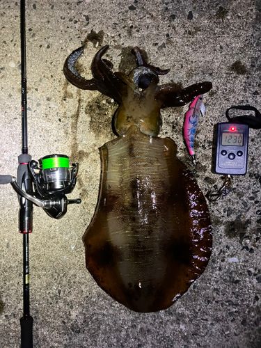 アオリイカの釣果