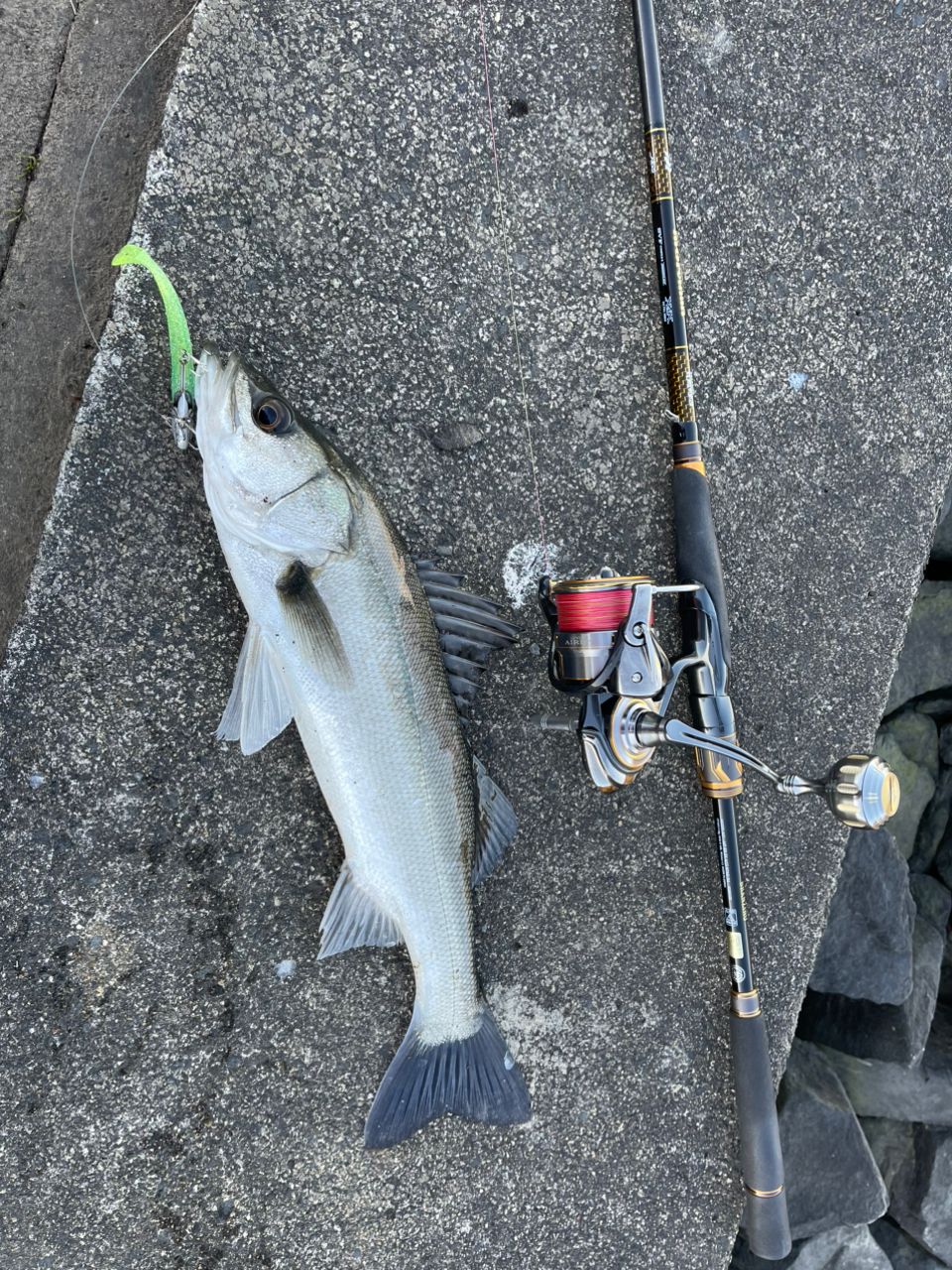 釣り人アングラー あっきぃ（シーバスアングラー）さんの2026年01月09日(金)の釣行(茨城