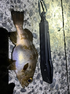 クロメバルの釣果