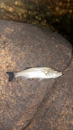 セイゴ（ヒラスズキ）の釣果