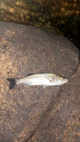 セイゴ（ヒラスズキ）の釣果