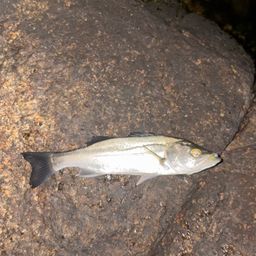 セイゴ（ヒラスズキ）