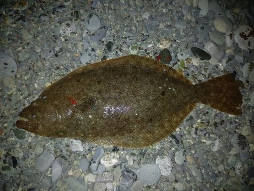 ヒラメの釣果