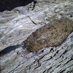 コウイカの釣果