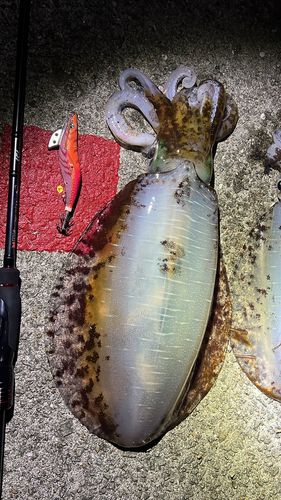 アオリイカの釣果