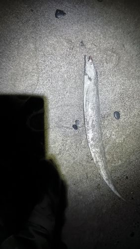 タチウオの釣果