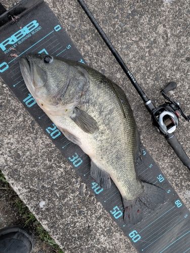 ブラックバスの釣果