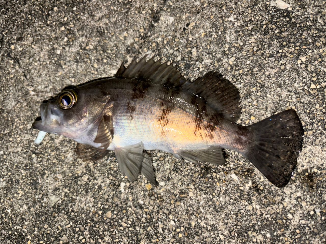 AbuGarcia ソルティスタイル カラーズ STCS-554LS-AYの最安値