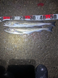 スケトウダラの釣果