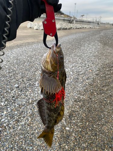 アイナメの釣果
