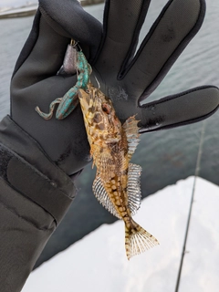 アナハゼの釣果