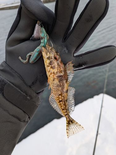 アナハゼの釣果