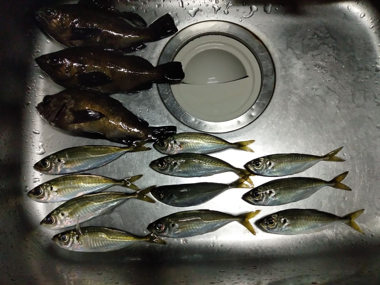 アングラー5888205 さんの 2026年01月09日のアジの釣り・釣果情報(大阪