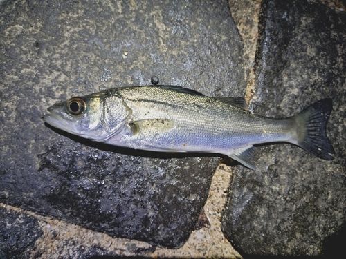 セイゴ（マルスズキ）の釣果