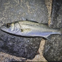 セイゴ（マルスズキ）