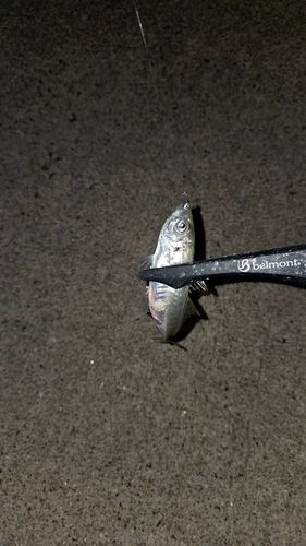 大浜漁港（島根県）