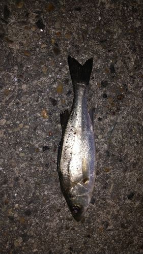 セイゴ（タイリクスズキ）の釣果