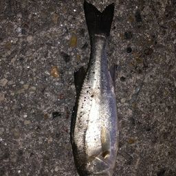 セイゴ（タイリクスズキ）