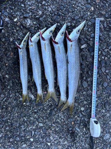 アカカマスの釣果