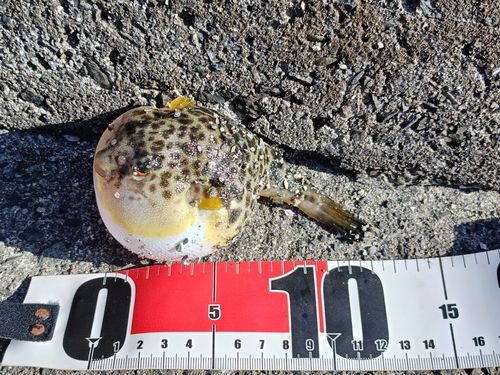 ヒガンフグの釣果