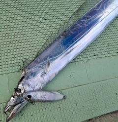 タチウオの釣果