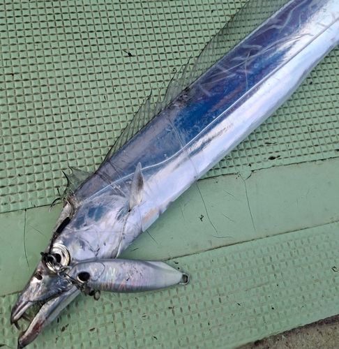 タチウオの釣果