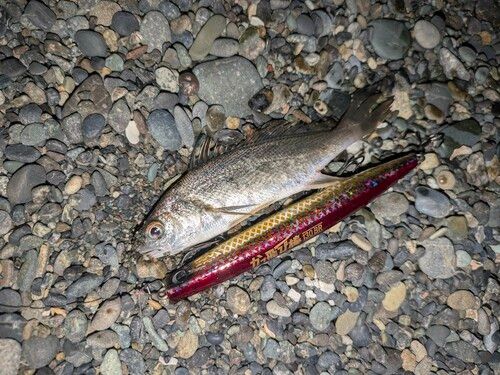 イシモチの釣果