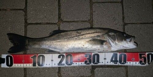 セイゴ（マルスズキ）の釣果