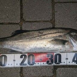 ハネ（マルスズキ）