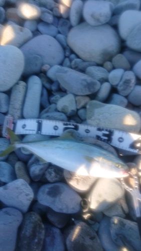 フクラギの釣果