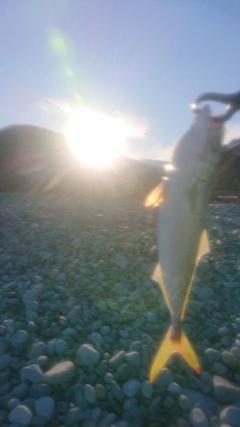 フクラギの釣果