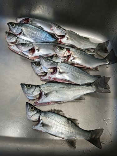 セイゴ（ヒラスズキ）の釣果